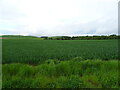 Cereal crop near Nether Finlarg