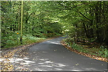 TQ8521 : Quiet Lane in Beckley Wood by N Chadwick