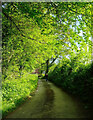 Lane from Berry Pomeroy Castle