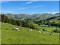 Sheep grazing beside the A701