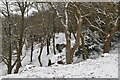 TQ5639 : Snow, Happy Valley Rocks by N Chadwick