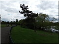 View of a bent tree next to the lake in Parsloes Park