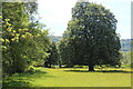 Horse chestnut tree in riverside meadow