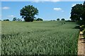 Farmland, Tangley