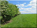 Hawthorn hedge dividing pasture land