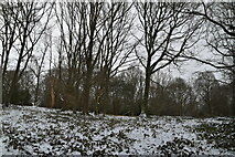 TQ5838 : Snowscene, Tunbridge Wells Common by N Chadwick