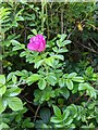 TF0820 : Rosa rugosa by Bob Harvey