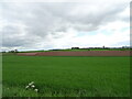 Cereal crop, Unthank