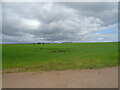 Crop field, East Pitforthie