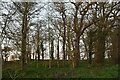 TF9641 : Small roadside woodland by N Chadwick