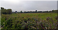 A field by the B3294 near Coverack