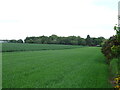 Cereal crop towards woodland, Rosemount