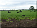 Cattle, West Mains of Hedderwick