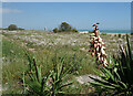 Yucca and other flowers by the sea