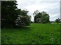 Grazing near Pugeston