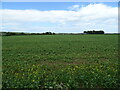 Crop field near Pugeston