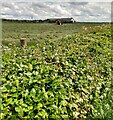 Preparing for haymaking