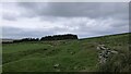 Head dyke, Barr Glen, Argyll