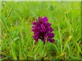 Northern Marsh Orchid, Meikle Ferry Roundabout