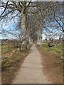 Avenue of Beech Trees