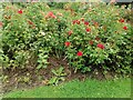 Roses in Northway Gardens, Hampstead Garden Suburb