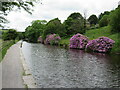 SE0914 : Rhododendrons on the canalside near Linthwaite by Malc McDonald