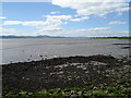 Muddy Tay Estuary near Kingoodie