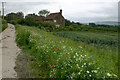 Dwellings & wild flowers in Swanborough Drove