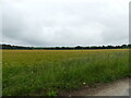 Field of Barley