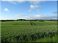 Cereal crop, Barns of Wedderburn