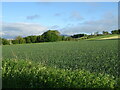 Cereal crop near Burnside of Duntrune