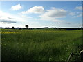NO4534 : Oilseed rape crop near Westhall by JThomas