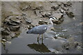 Heron on the Thames shore