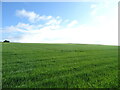 Crop field, West Denside