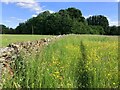 Footpath through the buttercups to the A361