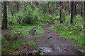 Woodland path on Ockley Common