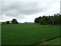 Crop field towards woodland, Quarrybank