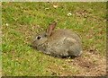 NS5574 : Juvenile rabbit by Richard Sutcliffe