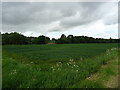 Cereal crop and woodland near North Mains