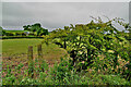 Thorn hedge, Stroancarbadagh