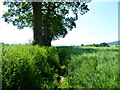 Field edge footpath through an Oil Seed Rape crop near Earls Hill