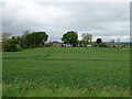 Cereal crop towards Little Fithie