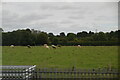 SK1112 : Cattle grazing by N Chadwick