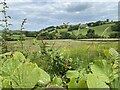 View over a hedge