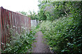 Wild Flowers along the Lane