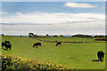 Cattle Grazing near to Embleton