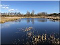 The Bur-marigold pond at Filey Dams