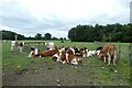 Cattle at Beningbrough Hall