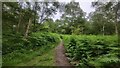 Church Wood