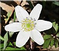 TQ0752 : Hatchlands Park - Wood Anemone by Colin Smith